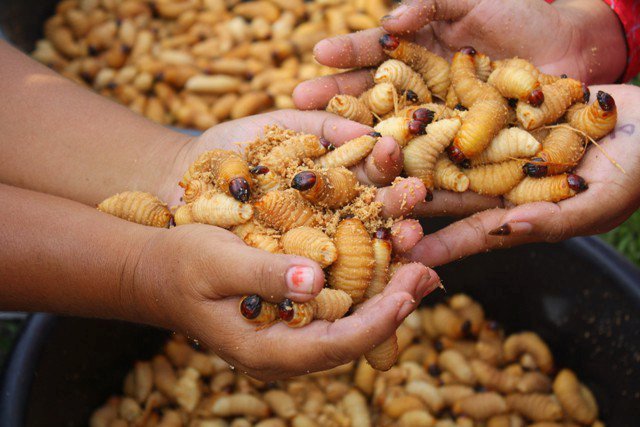 Ulat Sagu: Makanan Khas Papua yang Kaya Gizi dan Penuh Keberanian